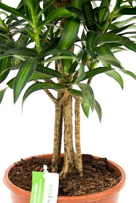 Dracaena Song of Jamaica