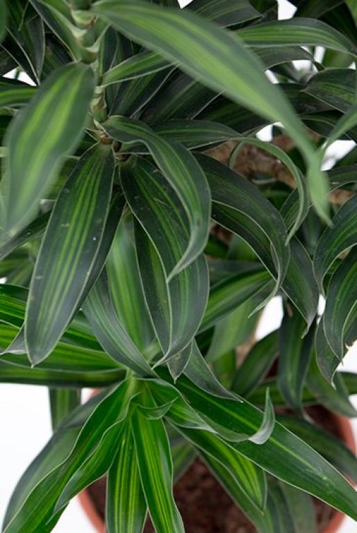 Dracaena Song of Jamaica