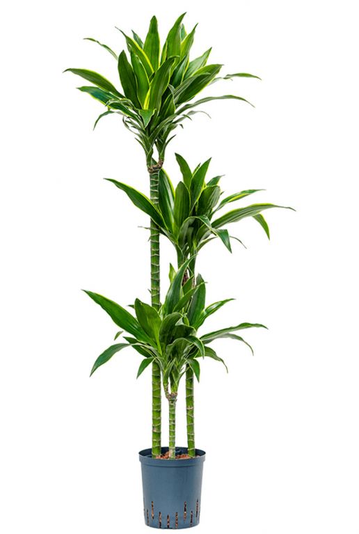 Dracaena arturo hydrocultuur