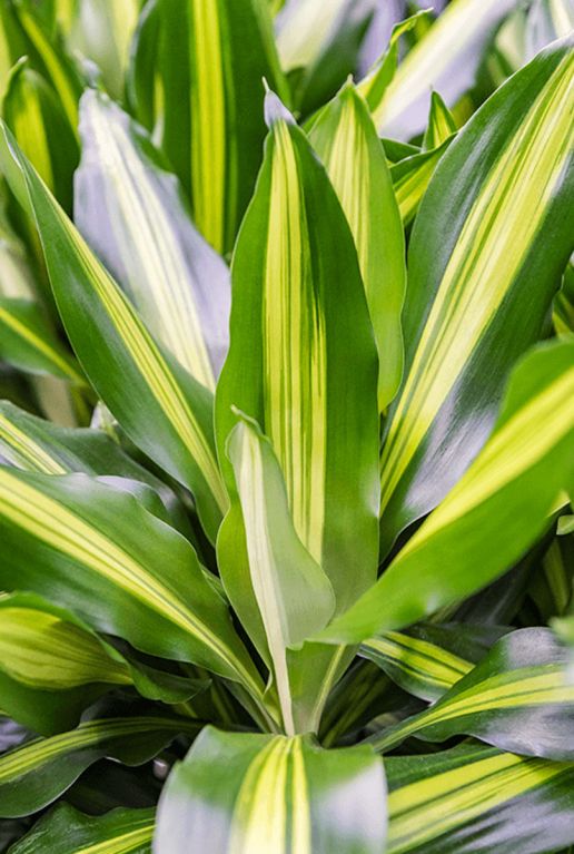 Dracaena cintho blad 1 8