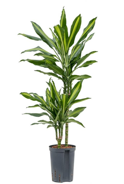 Dracaena cintho hydropflanze