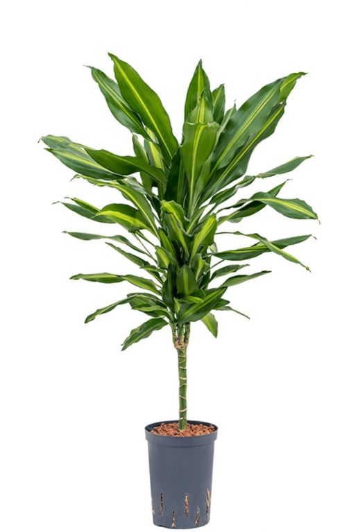 Dracaena cintho hydrokulturpflanze