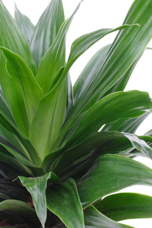 Dracaena compacta blad 1