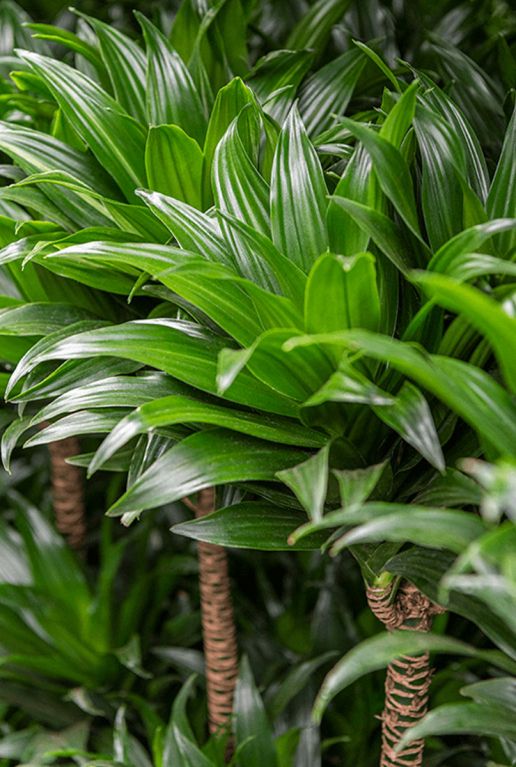 Dracaena compacta blad 9