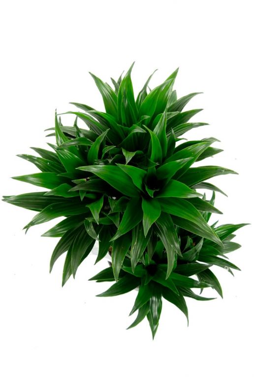 Dracaena compacta drakenbloedboom 2