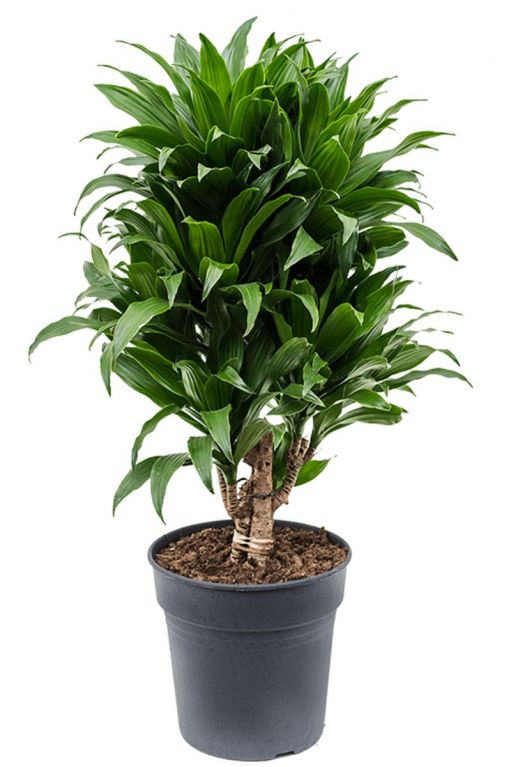 Dracaena compacta kamerplant