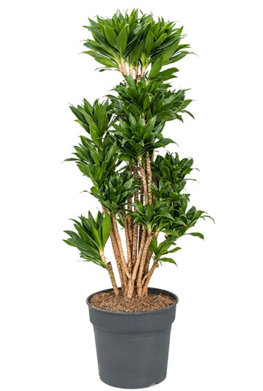 Dracaena compacta kamerplant 1