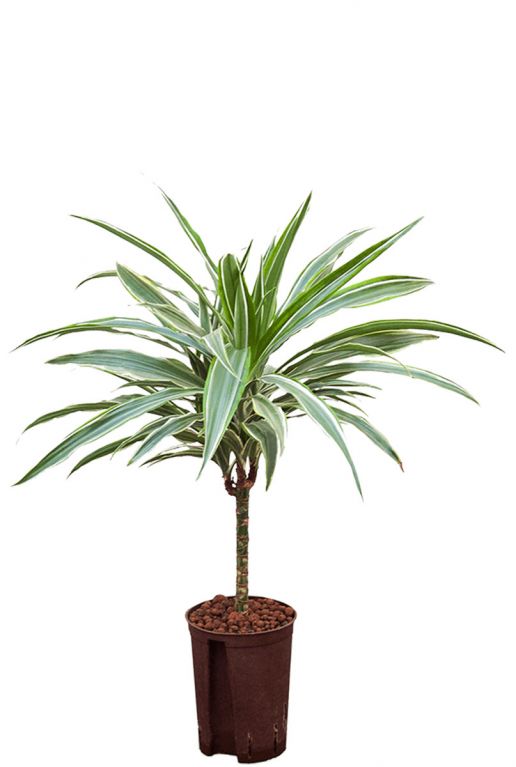 Dracaena deremensis warneckei hydro