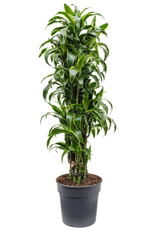 Dracaena dorado grote kamerplant