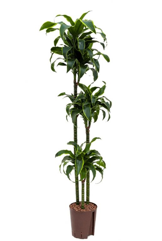 Dracaena dorado hydroplant