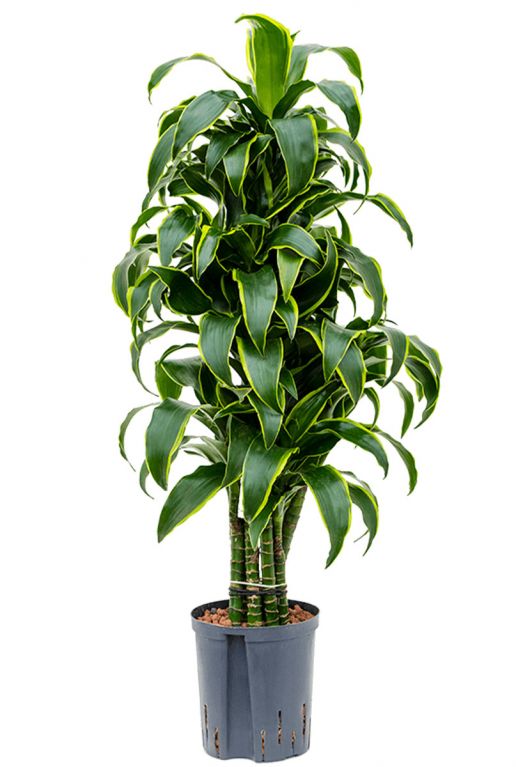 Dracaena dorado hydroplant 1