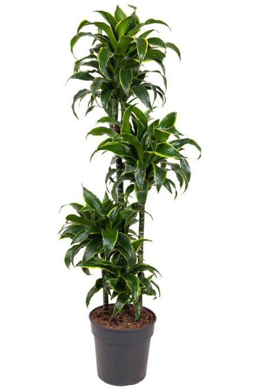 Dracaena dorado planten 1