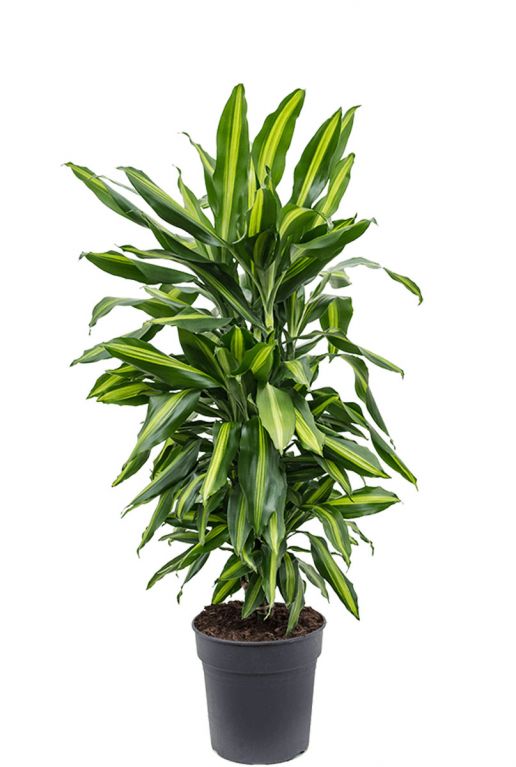 Dracaena-Drachenbaum cintho