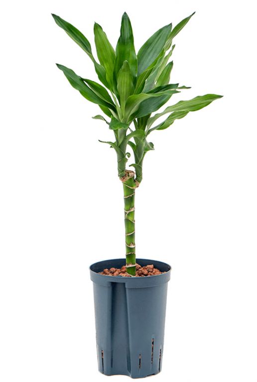 Dracaena fragrans burundii hydro