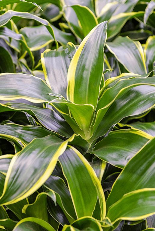 Dracaena fragrans dorado 10