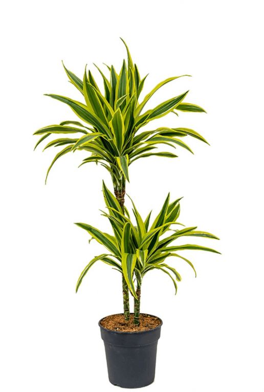 Dracaena fragrans lemon lime drachenbaum