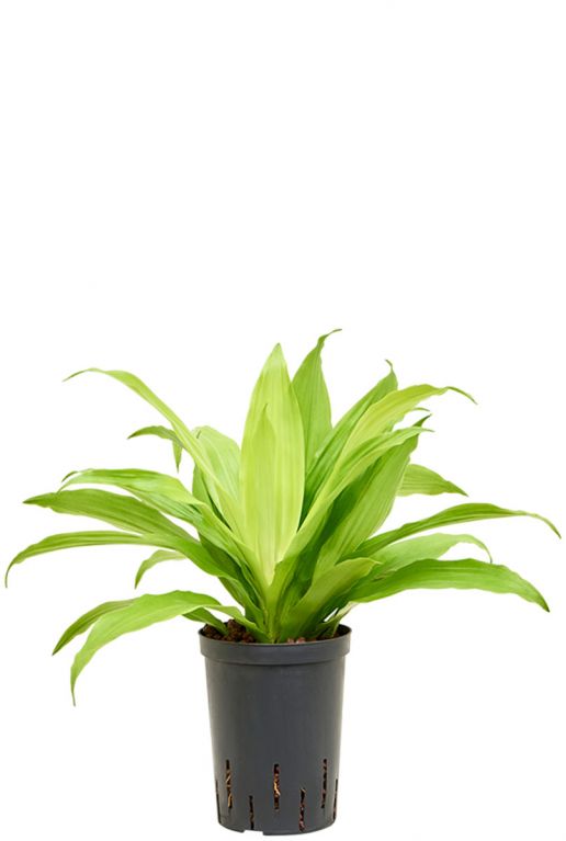 Dracaena fragrans limelight hydroplanten