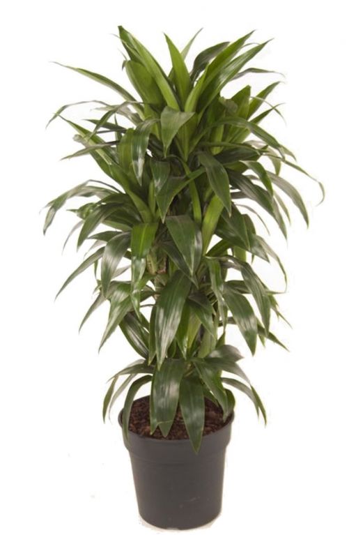 Dracaena fragrans lisa