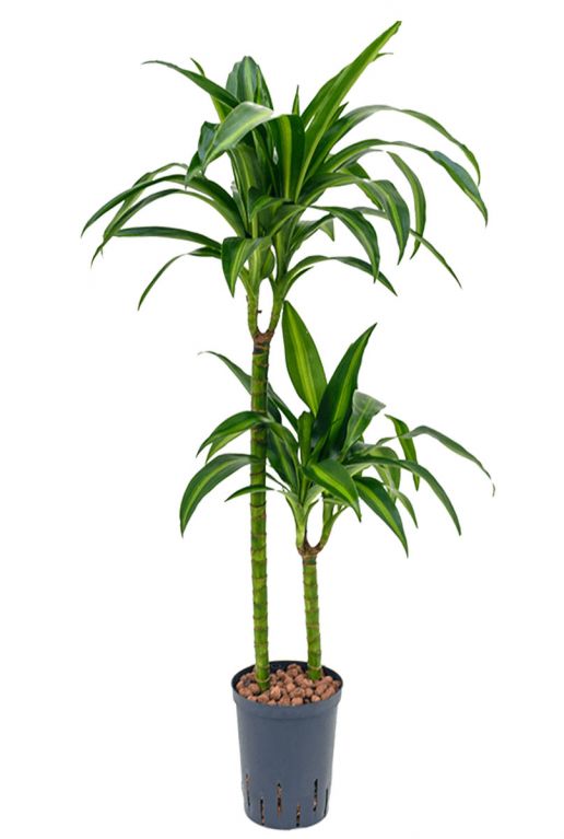 Dracaena hawaiian sunshine hydro plant 1