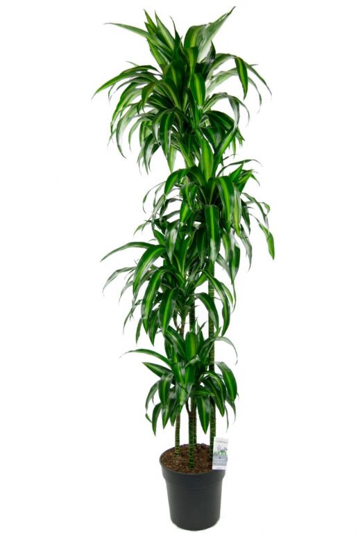 Dracaena hawaiian sunshine zimmerpflanze