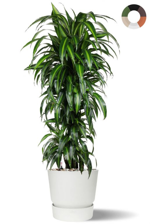 Dracaena hawaiiana in elho pot