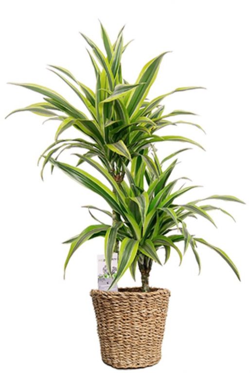 Dracaena im korb