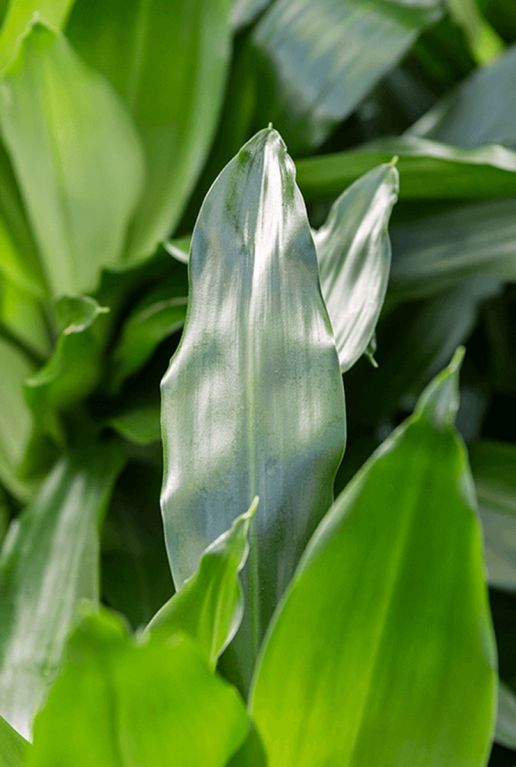 Dracaena janet craig 3