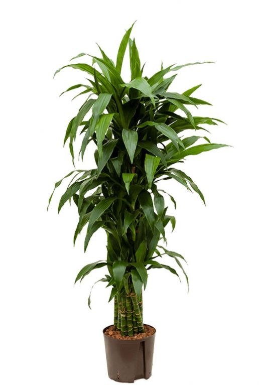Dracaena janet craig hydro