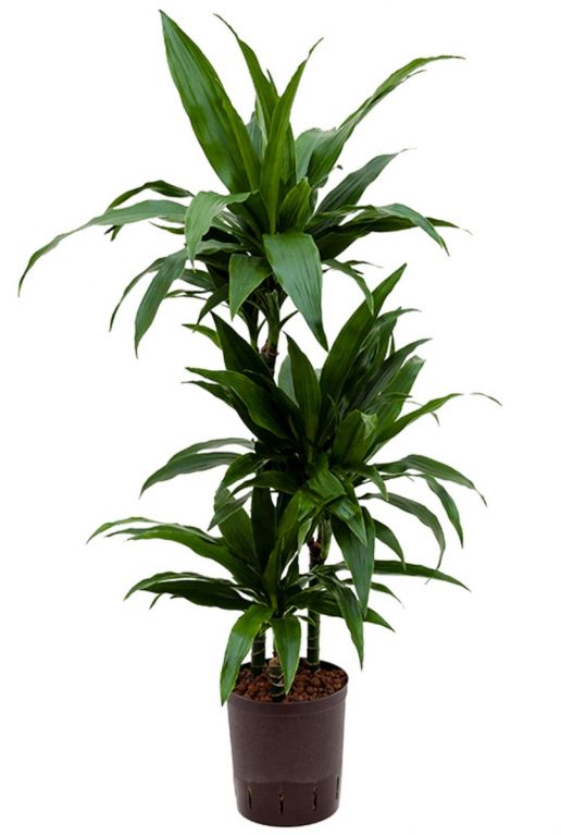 Dracaena janet craig hydrocultuur kamerplant