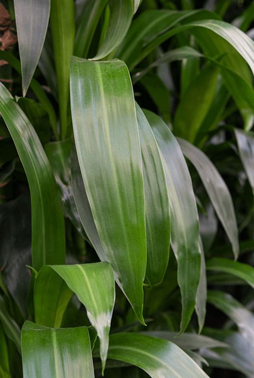 Dracaena janet lind blad 6