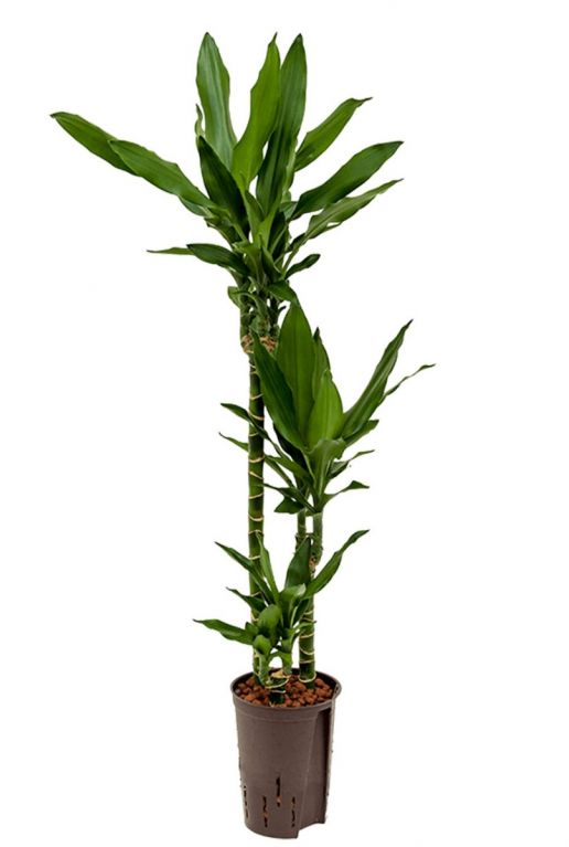 Dracaena janet lind Pflanze