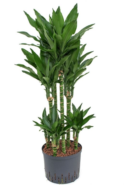 Dracaena janet lind hydrokulturpflanze