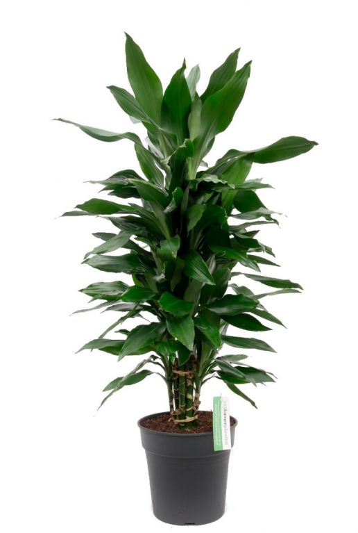 Dracaena Janet Lind - Drachenbaum