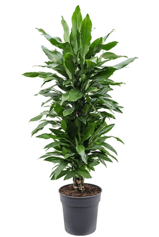 Dracaena janet lind plant 2 2