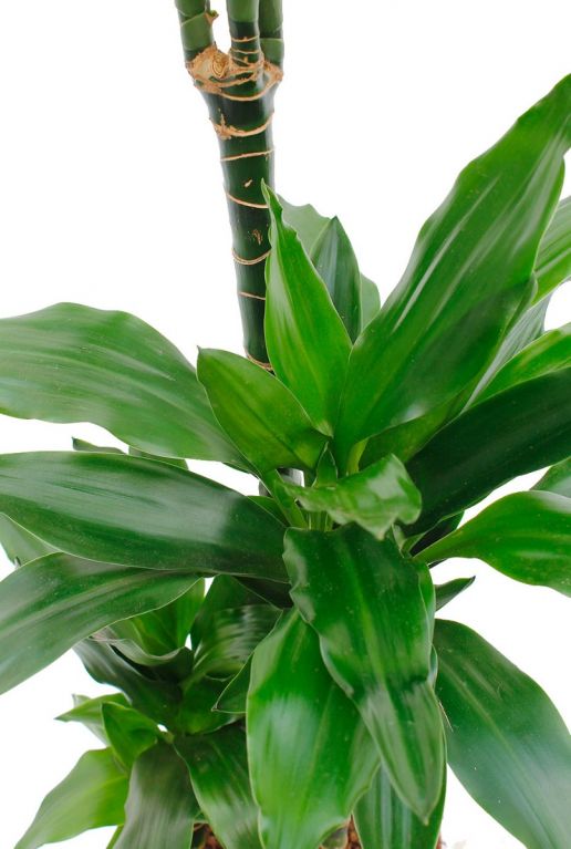 Dracaena janet lind von oben