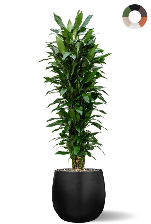 Dracaena janet mat zwart