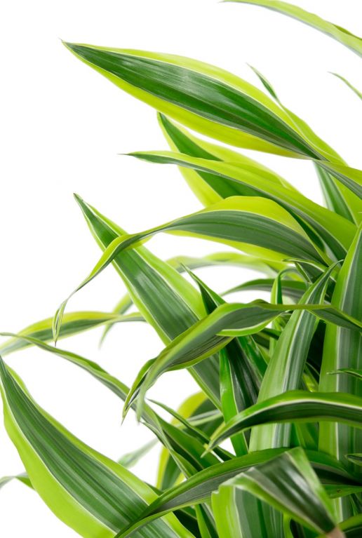 Dracaena lemon lime bladeren 1 4