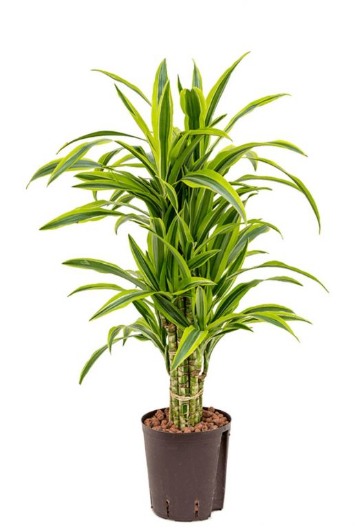 Dracaena lemon lime hydrokultur