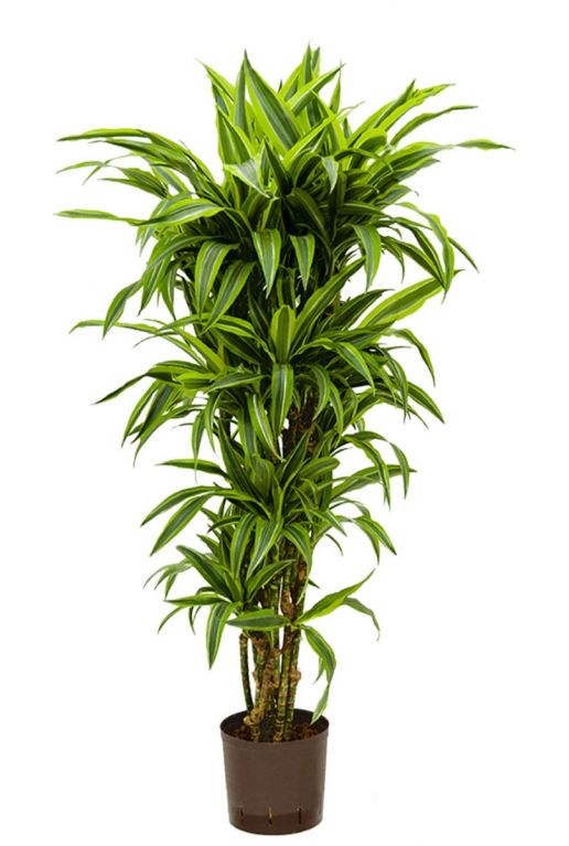 Dracaena lemon lime hydrokulturpflanze