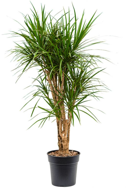 Scindapsus Treubii Dark plant