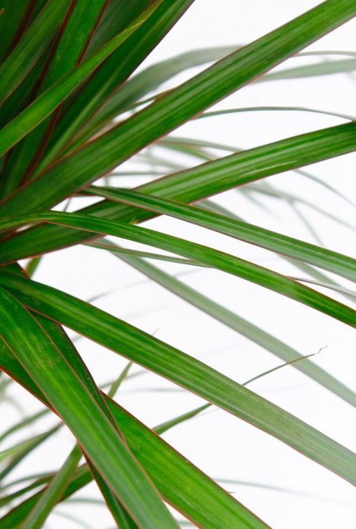 Dracaena marginata blatt