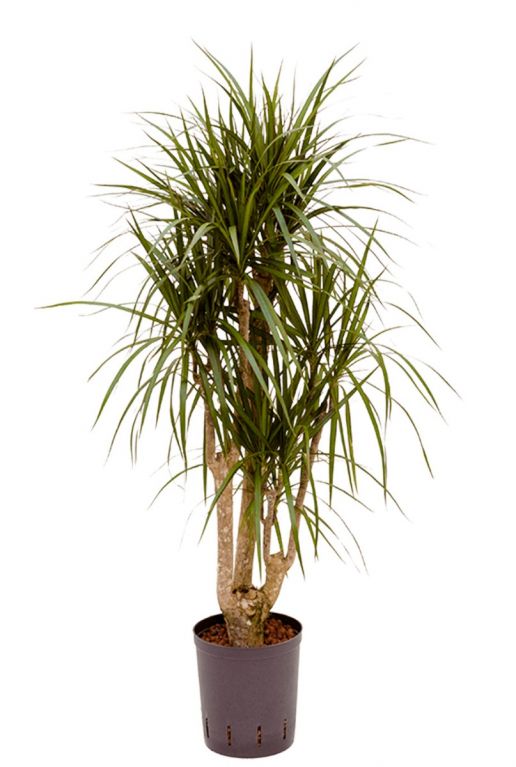 Dracaena marginata hydrokulturpflanze