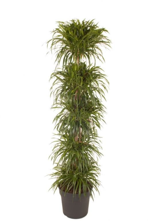 Dracaena reflexa anita kamerplant
