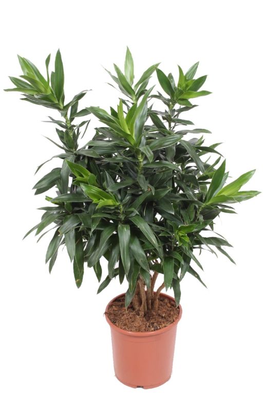 Dracaena reflexa plant 1