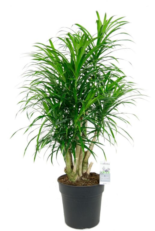 Dracaena relfexa anita zimmerpflanze