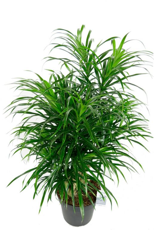 Monstera Siltepecana