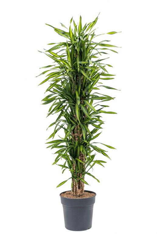 Dracaena riki plant 1