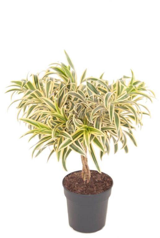 Dracaena Song of India