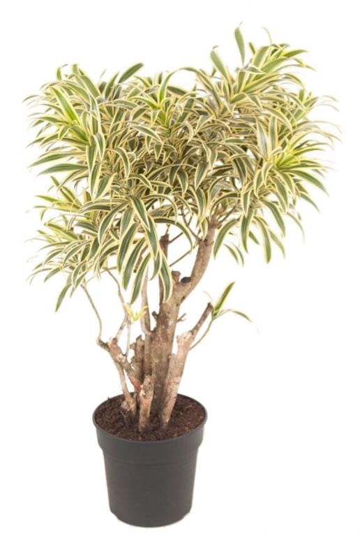 Dracaena song of india 2