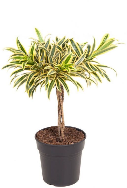 Dracaena song of india 5